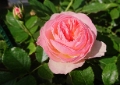 Rosa Pastella .002